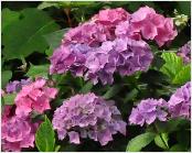 HydrangeamacrophyllaAdriahabituslocHydrangeum