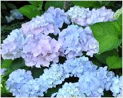 HydrangeamacrophyllaAlaskaschaduwborderjuli