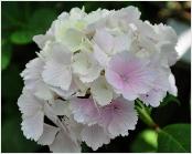 Hydrangea macrophylla 'Albrechtsburg' Nieshütz  1983   VN