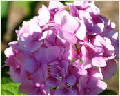 HydrangeamacrophyllaAllSummerBeauty