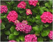 HydrangeamacrophyllaGlowingEmbershabitusvngardendirkstaels