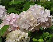 HydrangeamacrophyllaLeCygnebloemenvn