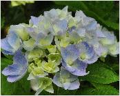 HydrangeamacrophyllaAnkongjuni