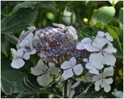 HydrangeamacrophyllaQuadricolorsynAuraHaworthBoothMichael1950nice