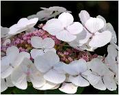 HYDRANGEAMACROPHYLLALIBELLEVNEINDAUG