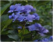 HydrangeamacrophyllaBlaumeise2011VN