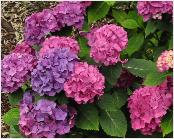 HydrangeamacrophyllaAtlanticaHabituslocHydrangeumvnn