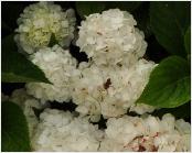 HydrangeamacrophyllaAveMaria