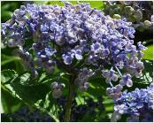 Hydrangea macrophylla 'Ayesha'begin september' nice