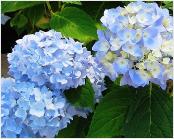 HydrangeamacrophyllaEndlessSummerTheoriginal