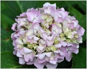 HydrangeamacrophyllaJosephBanks15septVN