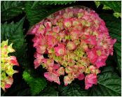 HYDRANGEAMACROPHYLLAREDBARON