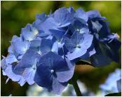 HydrangeamacrophyllaBelaclup