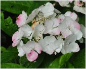 HydrangeamacrophyllaBenxiuitbloei