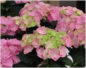 Hydrangea macrophylla 'Berliner Spree' 2