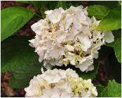 HydrangeamacrophyllaBichonbloemen