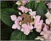 HydrangeamacrophyllaJeanVarnierlacecapVNN