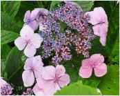 Hydrangea macrophylla 'Blanc Bleu Vasterival' 