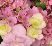 Hydrangea_macrophylla_'Soeur_Therese'_bloei_juli-vnnn