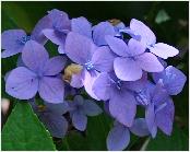 HydrangeamacrophyllaBlauerPrinzuitbloeiseptember