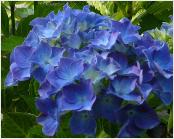 HydrangeamacrophyllaLabvlasynBlauerZwerg