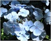 Hydrangea macrophylla 'Blauling' Teller - Wädenswil 1984