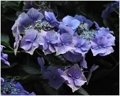 Hydrangea macrophylla (Blaumeise' syn. 'Blue Tit' begin uitbloei vnn