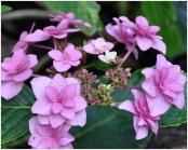 HydrangeamacrophyllaBlueBonnet