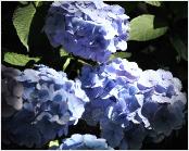 HydrangeamacrophyllaBodenseesynBoncuseBrugger1950