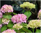 HydrangeamacrophyllaBouquetRose2