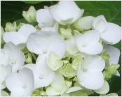 HydrangeamacrophyllaEndlesssummerTheBride