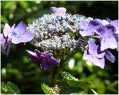 HydrangeamacrophyllaBuchfinkclose