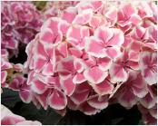 HydrangeamacrophyllaHarlequin