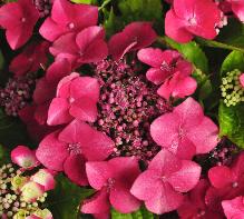 HydrangeamacrophyllaKardinalvlakschermig