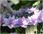 Hydrangea macrophylla 'Cassiopée' - syn. Tambour Major 2- Corine Mallet 1993.jpg