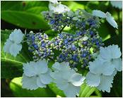 HydrangeamacrophyllaCamaieuxS39flowercloseupvn