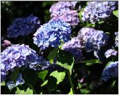 HydrangeamacrophyllaPrincessElisabethHJJonesUK2