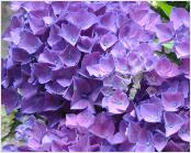 HydrangeamacrophyllaCotedAzur