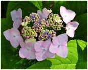 HydrangeamacrophyllaDartsSongbirdopenenfertielebloemvnnn