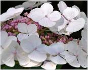 HYDRANGEAMACROPHYLLALIBELLEVNEINDAUG1