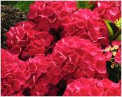 HydrangeamacrophyllaDalianframbozeroodvn