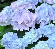 Hydrangea_macrophylla_'Soeur_Therese'_bloei_juli-vnnn