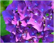 HydrangeamacrophyllaEugeneHahnvn