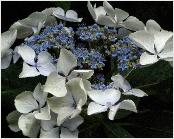 HydrangeamacrophyllaElsterveryclose