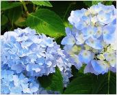 HydrangeamacrophyllaEndlessSummerTheoriginal1