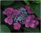 HydrangeamacrophyllaTwilight