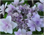 HydrangeamacrophyllaYouandMeEternityvn