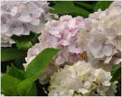 HydrangeamacrophyllaLeCygnebloemenvn1