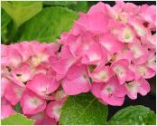 HydrangeamacrophyllaFlandersPink