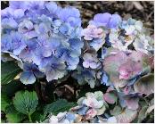 HydrangeamacrophyllaForeverBlue